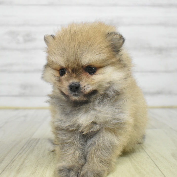 静岡県のポメラニアン (犬の家＆猫の里富士店/2025年9月28日生まれ/女の子/オレンジセーブル)の子犬の2枚目の画像