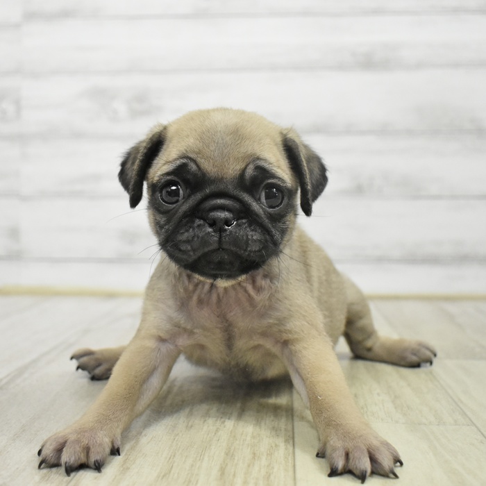 神奈川県のパグ (犬の家＆猫の里小田原店/2025年9月25日生まれ/女の子/フォーン)の子犬の2枚目の画像