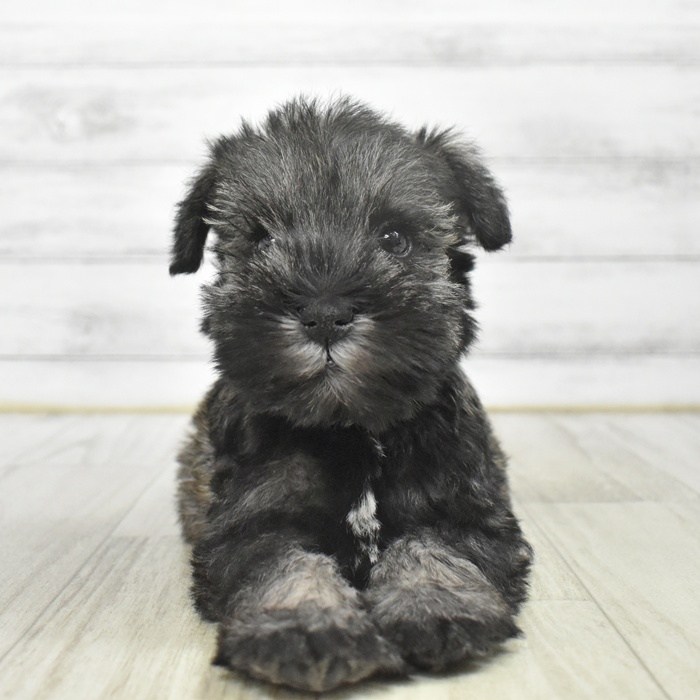 愛知県のミニチュアシュナウザー (犬の家＆猫の里岡崎店/2025年9月28日生まれ/男の子/ソルトペッパー)の子犬