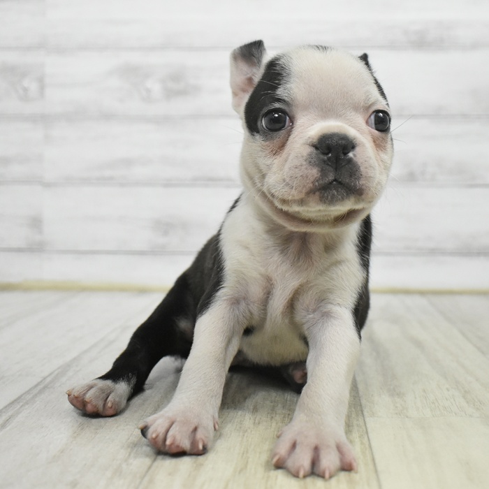 富山県のボストンテリア (犬の家＆猫の里アミーゴ高岡蓮花寺店/2025年9月28日生まれ/女の子/ボストンカラー)の子犬