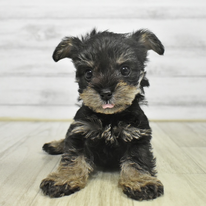 愛知県のハーフ犬・ミックス犬 (犬の家＆猫の里岡崎店/2025年9月30日生まれ/男の子/スチールブルータン)の子犬