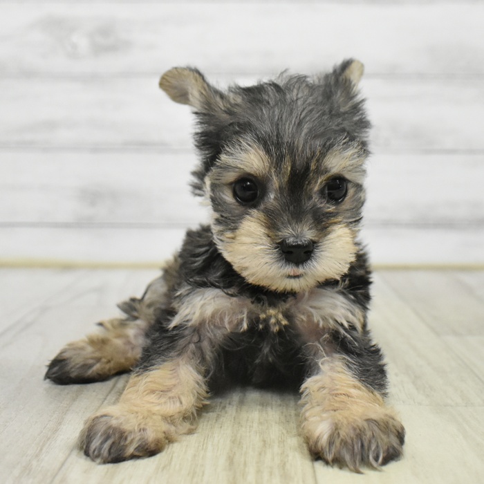 長野県のハーフ犬・ミックス犬 (犬の家＆猫の里長野店/2025年9月30日生まれ/女の子/スチールブルータン)の子犬の4枚目の画像