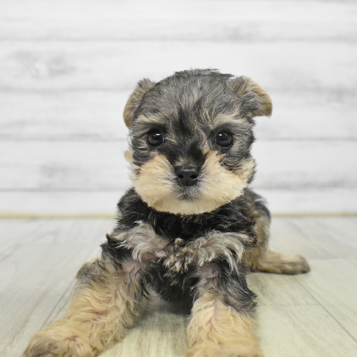 富山県のハーフ犬・ミックス犬 (犬の家＆猫の里アミーゴ山室店/2025年9月30日生まれ/男の子/スチールブルータン)の子犬の2枚目の画像