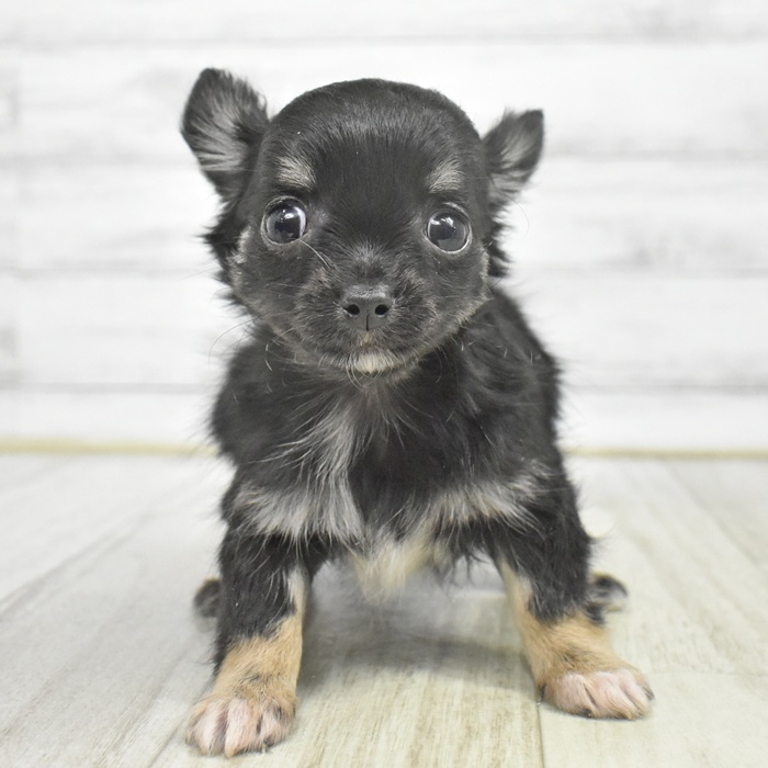 富山県のチワワ(ロング) (犬の家＆猫の里アミーゴ山室店/2025年9月26日生まれ/女の子/ブラックタンホワイト)の子犬
