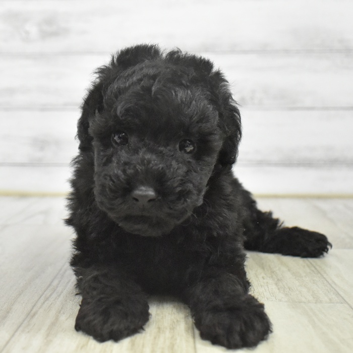 神奈川県のトイプードル(トイ) (犬の家＆猫の里モザイクモール港北店/2025年9月29日生まれ/男の子/ブラック)の子犬
