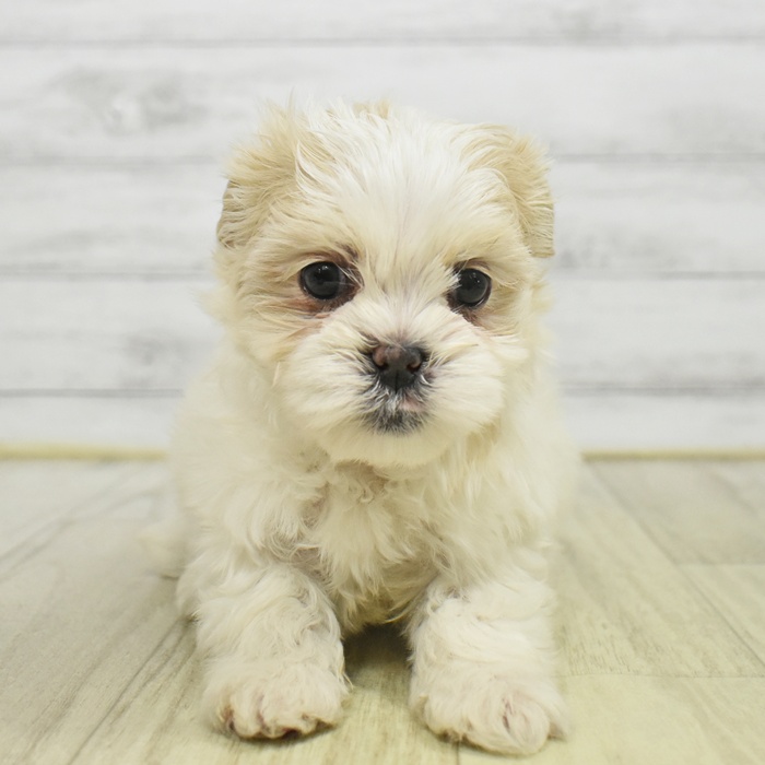 愛知県のマルズー/マルシーズ(マルチーズ×シーズー) (犬の家＆猫の里名古屋天白店/2025年9月29日生まれ/男の子/ホワイトクリーム)の子犬