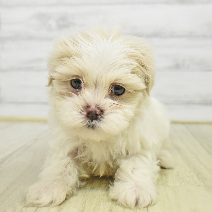 静岡県のマルズー/マルシーズ(マルチーズ×シーズー) (犬の家＆猫の里マークイズ静岡店/2025年9月29日生まれ/男の子/ホワイトクリーム)の子犬