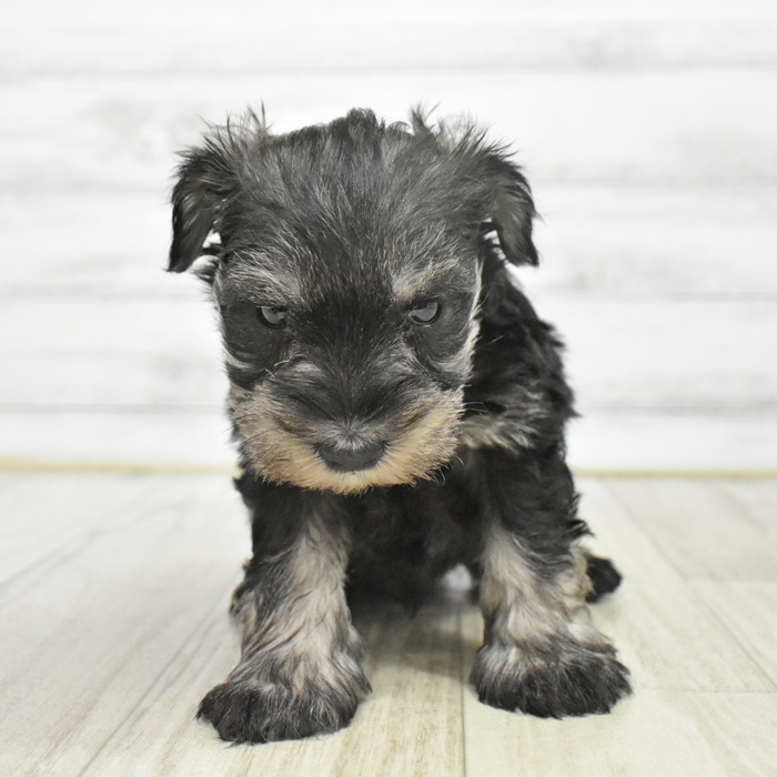 静岡県のミニチュアシュナウザー (犬の家＆猫の里プレ葉ウォーク浜北店/2025年9月29日生まれ/男の子/ソルトペッパー)の子犬