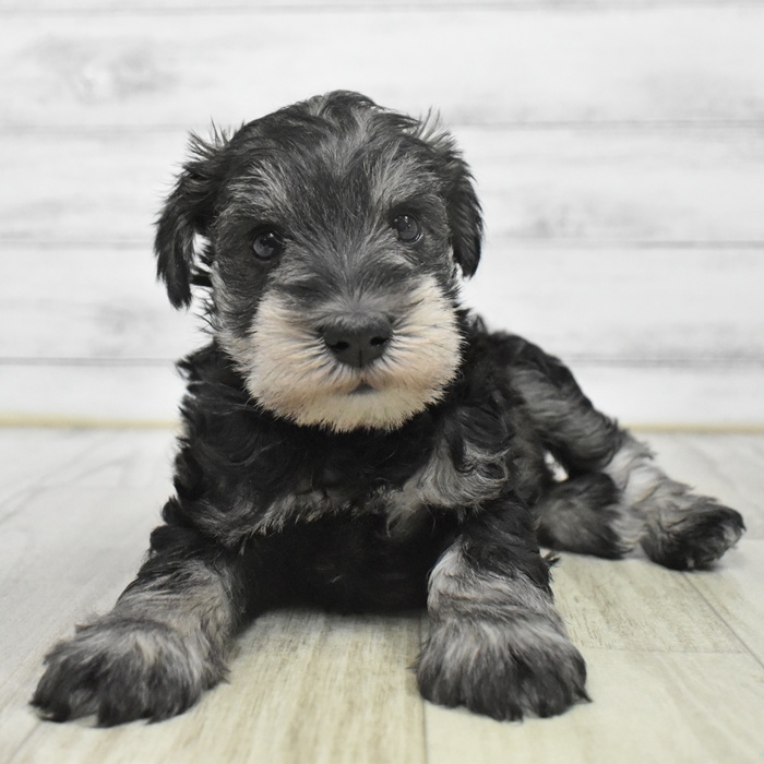 ミニチュアシュナウザー男の子の写真