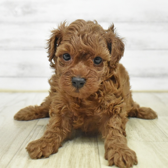 愛知県のトイプードル(トイ) (犬の家＆猫の里春日井本店/2025年9月30日生まれ/女の子/レッド)の子犬の2枚目の画像