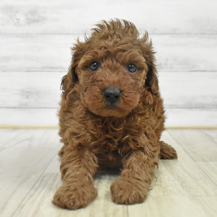 富山県のトイプードル(トイ) (犬の家＆猫の里アミーゴ山室店/2025年9月30日生まれ/女の子/レッド)の子犬