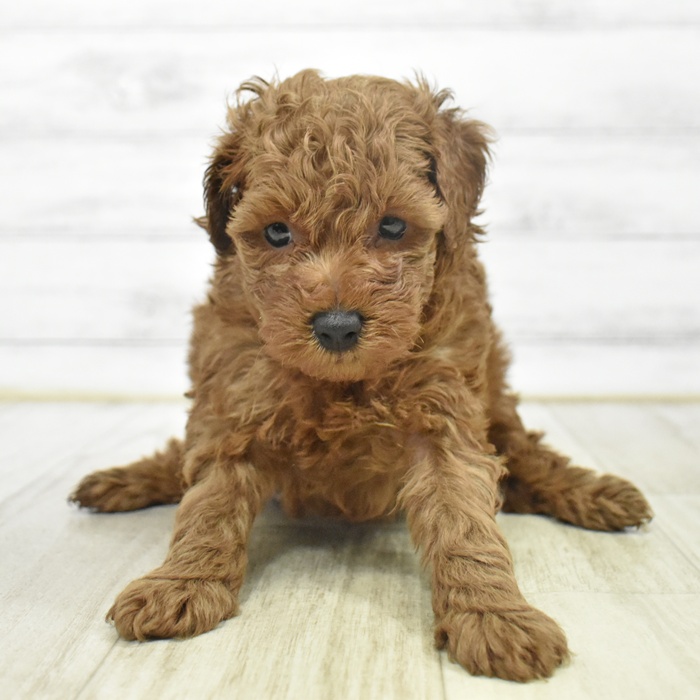 愛知県のトイプードル(トイ) (犬の家＆猫の里豊川インター店/2025年9月30日生まれ/男の子/レッド)の子犬