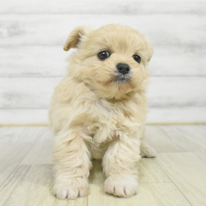 神奈川県のチワプー/プーチー(チワワ×プードル) (犬の家＆猫の里元住吉ブレーメン通り店/2025年9月26日生まれ/男の子/クリーム)の子犬