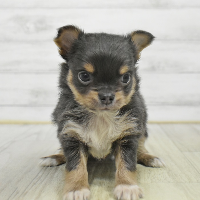 富山県のチワワ(ロング) (犬の家＆猫の里アミーゴ山室店/2025年9月18日生まれ/男の子/ブルータンホワイト)の子犬