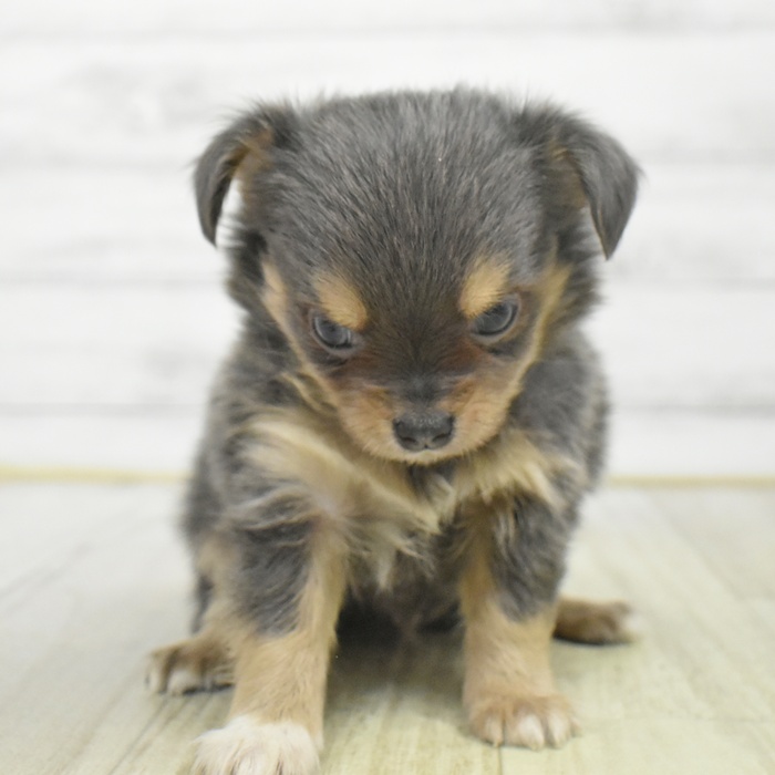 愛知県のチワワ(ロング) (犬の家＆猫の里エアポートウォーク店/2025年9月18日生まれ/男の子/ブルータンホワイト)の子犬