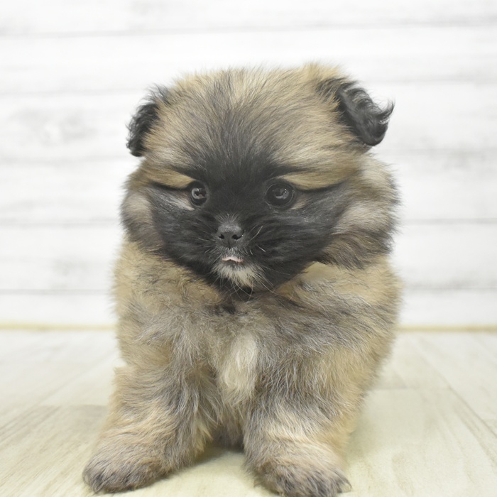 富山県のペキポメ/ポメペキ(ペキニーズ×ポメラニアン) (犬の家＆猫の里アミーゴ山室店/2025年9月29日生まれ/女の子/フォーン)の子犬