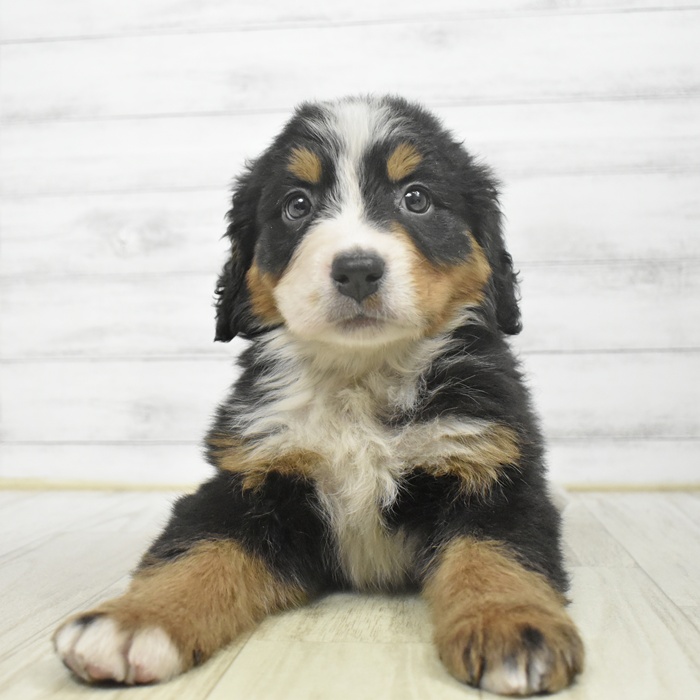 神奈川県のバーニーズマウンテンドッグ (犬の家＆猫の里モザイクモール港北店/2025年9月26日生まれ/女の子/ブラックラストホワイト)の子犬