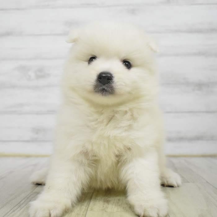 愛知県の日本スピッツ (犬の家＆猫の里岡崎店/2025年9月29日生まれ/男の子/ホワイト)の子犬