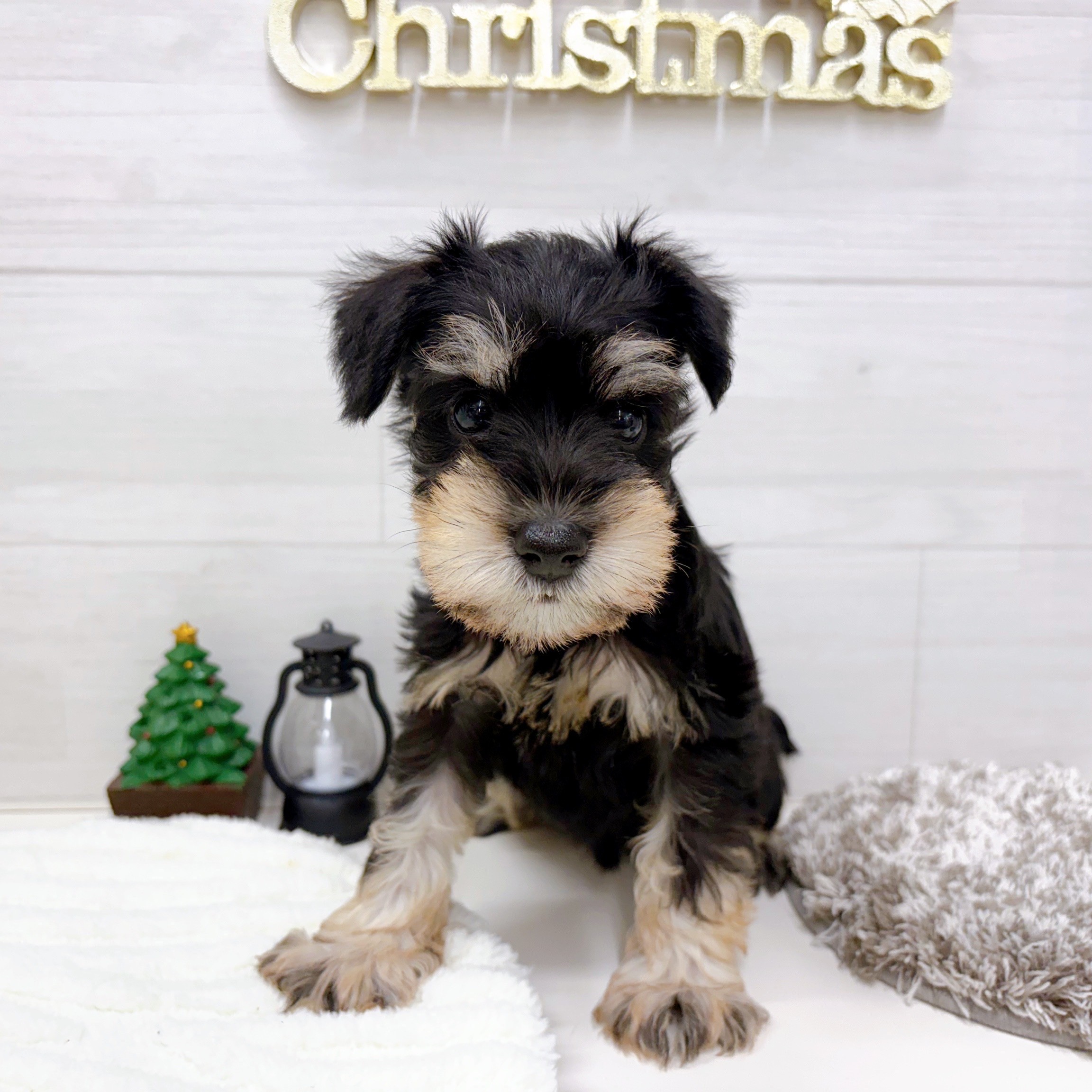 石川県のミニチュアシュナウザー (犬の家＆猫の里アミーゴ金沢おこばた店/2025年9月27日生まれ/女の子/ブラックシルバー)の子犬の1枚目の画像