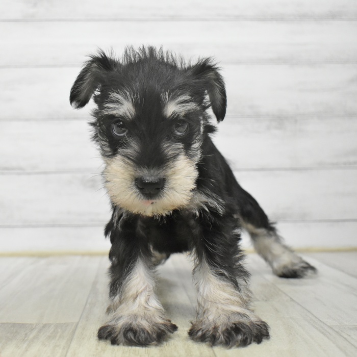 静岡県のミニチュアシュナウザー (犬の家＆猫の里MEGAドン・キホーテ袋井店/2025年9月29日生まれ/男の子/ブラックシルバー)の子犬