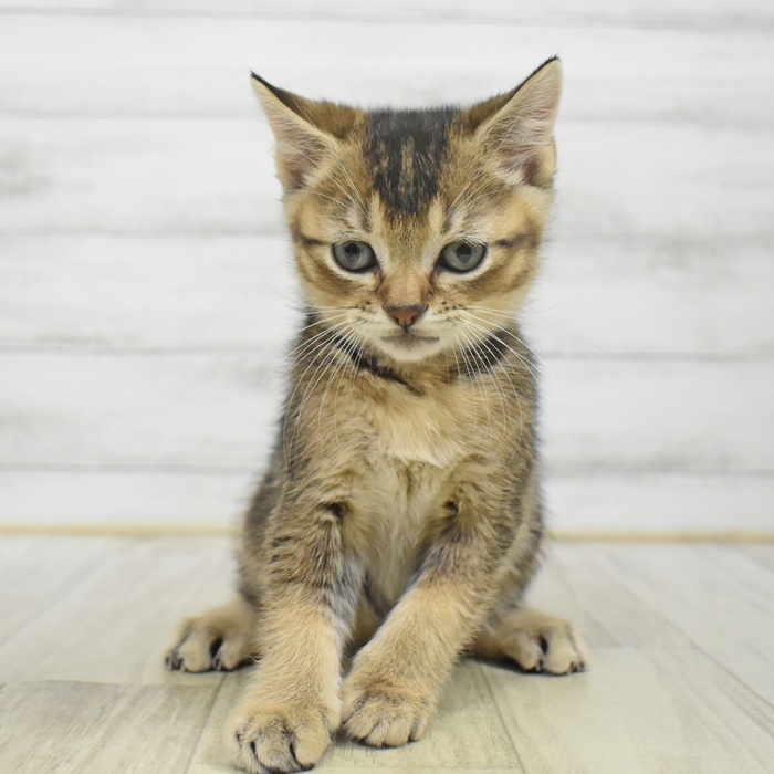 千葉県のマンチカン (犬の家＆猫の里ワンズモール稲毛店/2025年9月30日生まれ/男の子/ブラウンタビー)の子猫