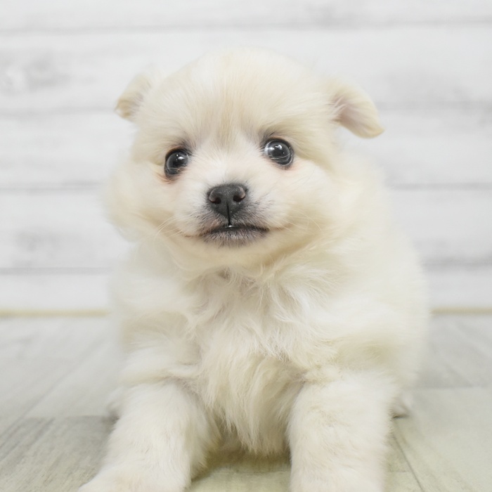 静岡県のポメチワ/チワポメ/ポメチー(ポメラニアン×チワワ) (犬の家＆猫の里プレ葉ウォーク浜北店/2025年9月29日生まれ/男の子/クリーム)の子犬