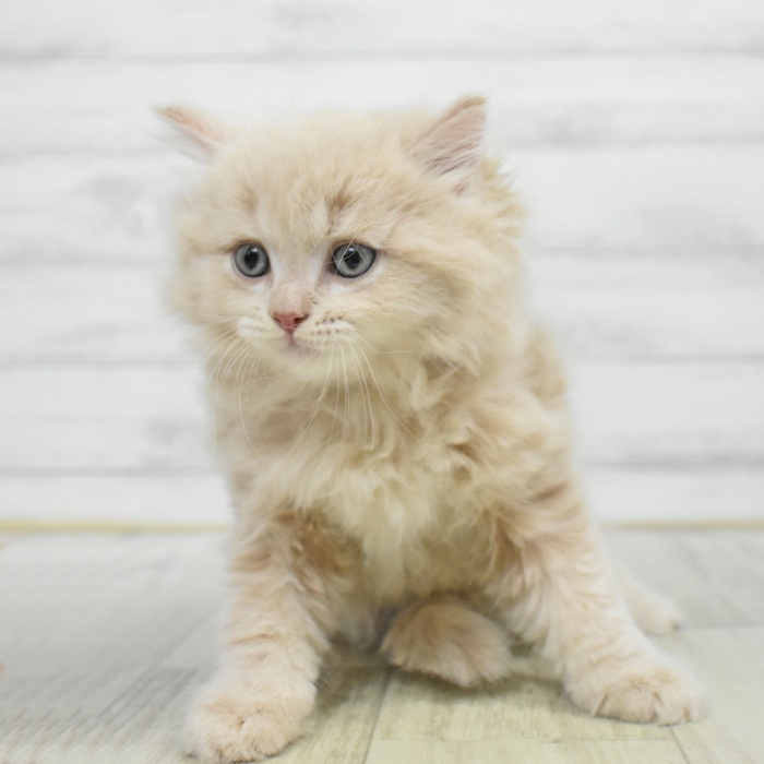 東京都のミヌエット (犬の家＆猫の里新宿店/2025年9月30日生まれ/男の子/クリームタビー)の子猫の2枚目の画像