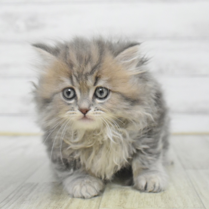 愛知県のミヌエット (犬の家＆猫の里岡崎店/2025年9月30日生まれ/女の子/ブルータビー)の子猫