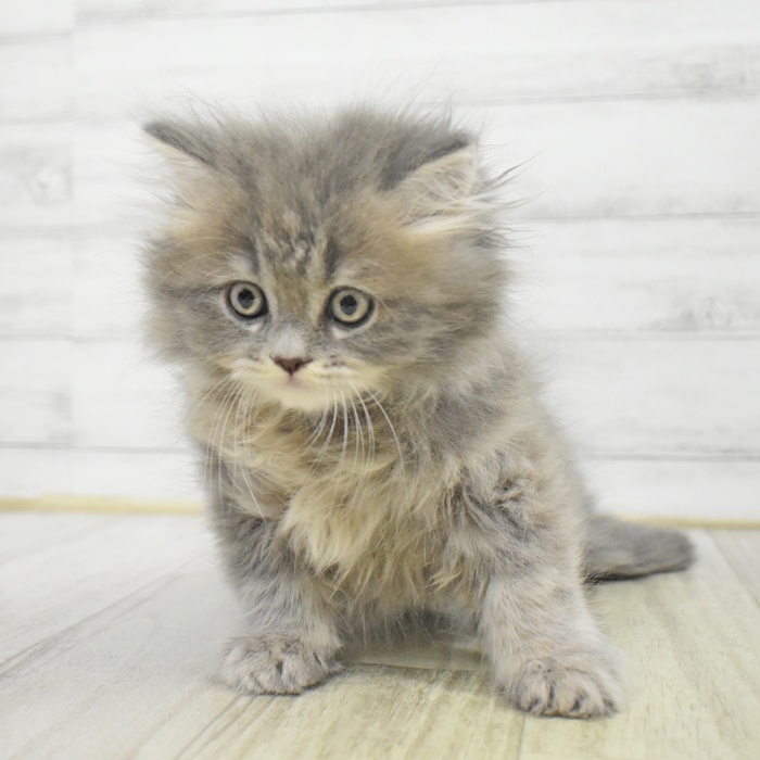 神奈川県のミヌエット (犬の家＆猫の里元住吉ブレーメン通り店/2025年9月30日生まれ/女の子/ブルータビー)の子猫