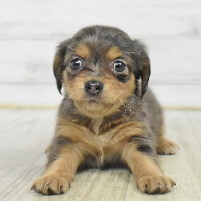 千葉県のチワックス(チワワ×ダックス) (犬の家＆猫の里BIGHOPガーデンモール印西店/2025年9月29日生まれ/女の子/シルバーダップル)の子犬