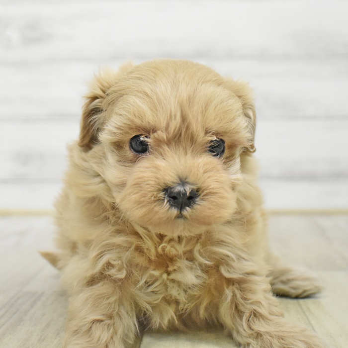 富山県のマルプー(マルチーズ×プードル) (犬の家＆猫の里アミーゴ山室店/2025年9月25日生まれ/女の子/クリーム)の子犬