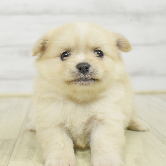 静岡県のポメチワ/チワポメ/ポメチー(ポメラニアン×チワワ) (犬の家＆猫の里富士店/2025年9月29日生まれ/男の子/クリームセーブル)の子犬