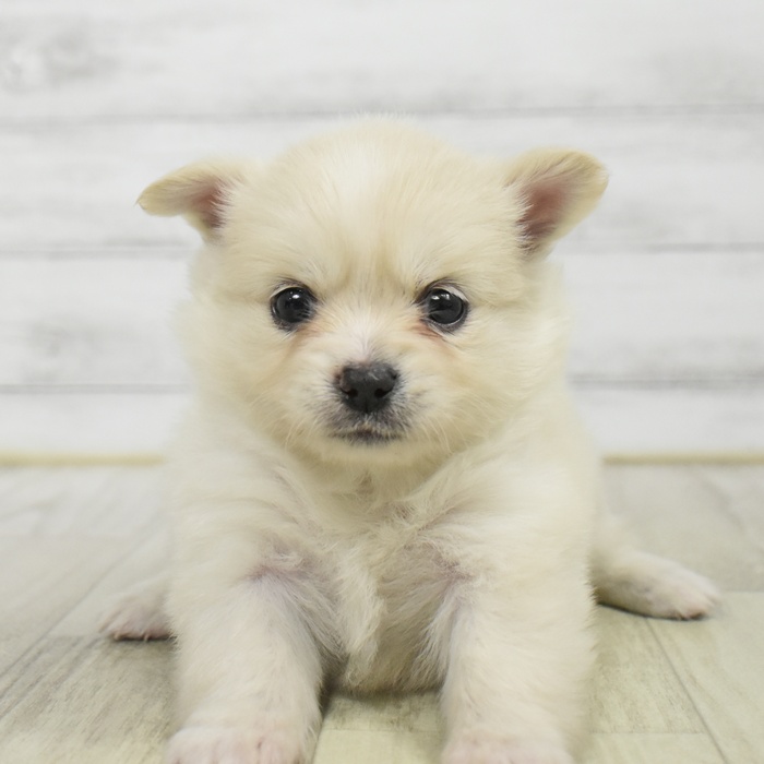 愛知県のポメチワ/チワポメ/ポメチー(ポメラニアン×チワワ) (犬の家＆猫の里岡崎店/2025年9月29日生まれ/女の子/クリーム)の子犬