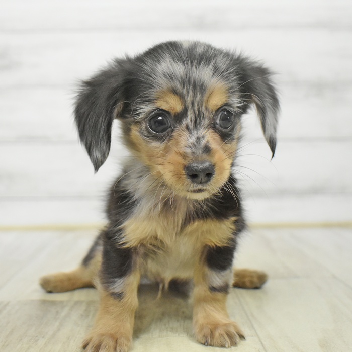 神奈川県のチワックス(チワワ×ダックス) (犬の家＆猫の里モザイクモール港北店/2025年9月29日生まれ/男の子/シルバーダップル)の子犬