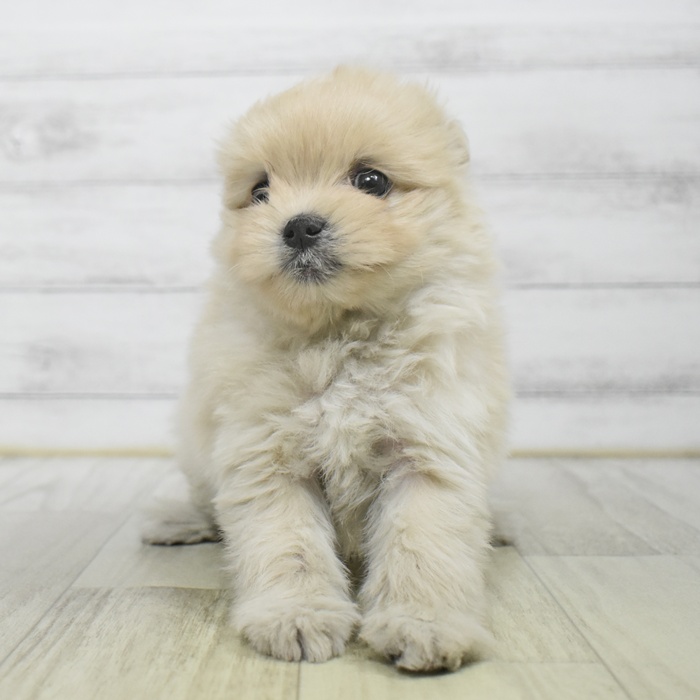 富山県のポメマル/マルポメ(ポメラニアン×マルチーズ) (犬の家＆猫の里アミーゴ山室店/2025年9月29日生まれ/女の子/クリーム)の子犬