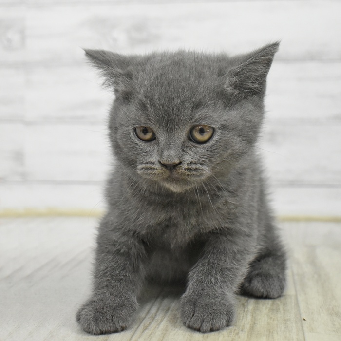 富山県のブリティッシュショートヘアー (犬の家＆猫の里アミーゴ高岡蓮花寺店/2025年9月30日生まれ/男の子/ブルー)の子猫