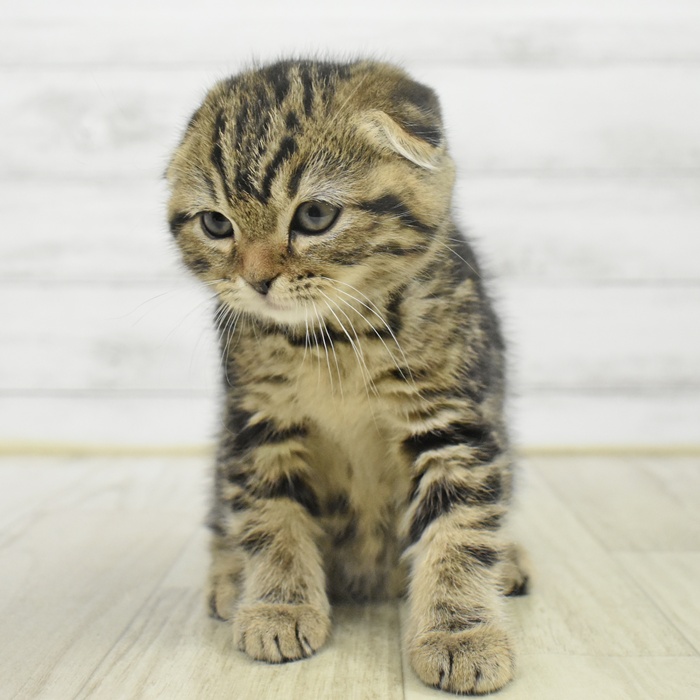 千葉県のスコティッシュフォールド (犬の家＆猫の里BIGHOPガーデンモール印西店/2025年9月30日生まれ/女の子/ブラウンタビー)の子猫の2枚目の画像