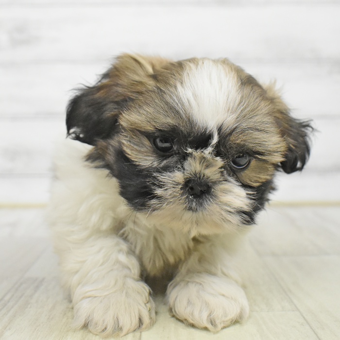 愛知県のシーズー (犬の家＆猫の里豊川インター店/2025年9月28日生まれ/男の子/ゴールドホワイト)の子犬