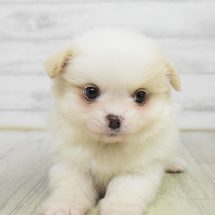 千葉県のポメチワ/チワポメ/ポメチー(ポメラニアン×チワワ) (犬の家＆猫の里ワンズモール稲毛店/2025年9月30日生まれ/男の子/ホワイトブラウン)の子犬