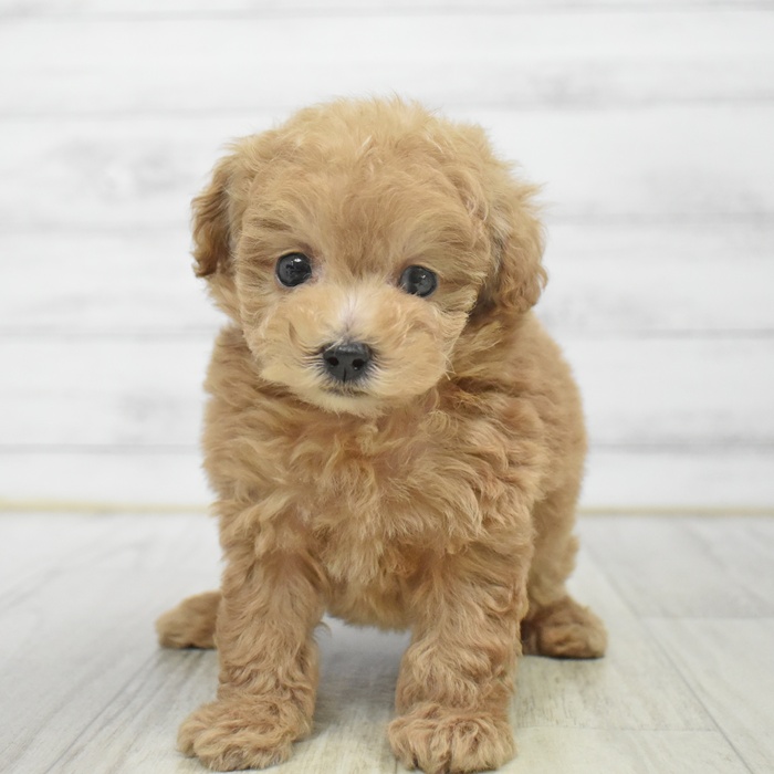 富山県のトイプードル(タイニー) (犬の家＆猫の里アミーゴ高岡蓮花寺店/2025年9月23日生まれ/男の子/アプリコット)の子犬