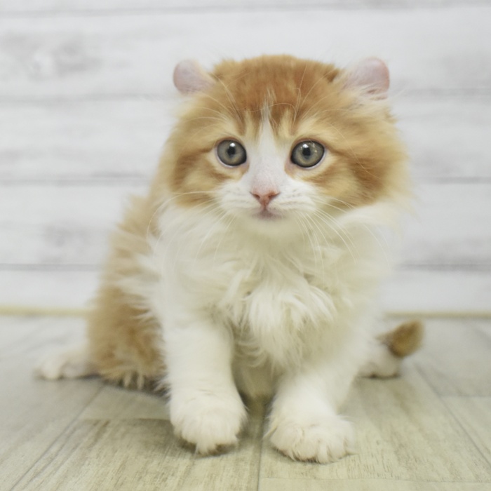 愛知県のアメリカンカール (犬の家＆猫の里岡崎店/2025年9月25日生まれ/男の子/レッドホワイト)の子猫