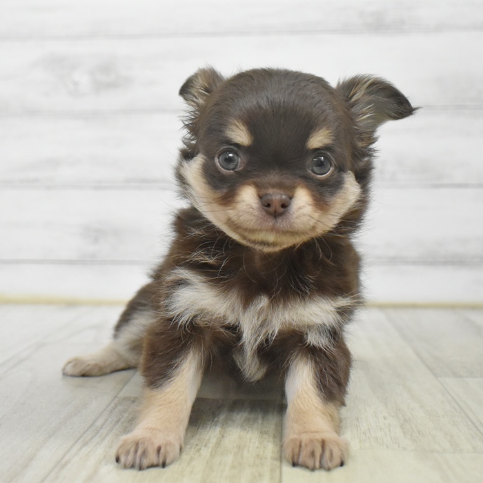 富山県のチワワ(ロング) (犬の家＆猫の里アミーゴ高岡蓮花寺店/2025年9月26日生まれ/女の子/チョコレートタン)の子犬