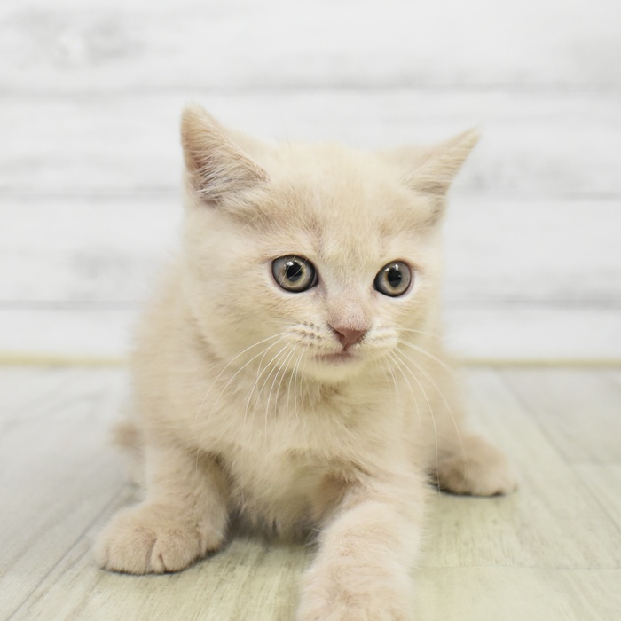富山県のブリティッシュショートヘアー (犬の家＆猫の里アミーゴ山室店/2025年9月29日生まれ/男の子/クリームタビー)の子猫