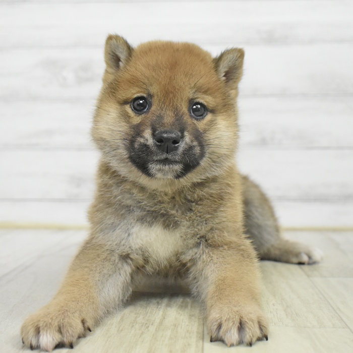 富山県の柴犬(標準サイズ) (犬の家＆猫の里アミーゴ高岡蓮花寺店/2025年9月29日生まれ/男の子/赤)の子犬