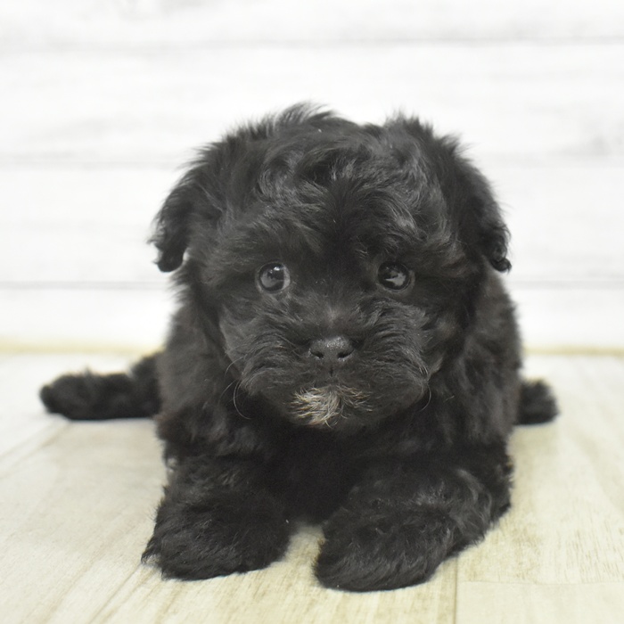 静岡県のマルプー(マルチーズ×プードル) (犬の家＆猫の里マークイズ静岡店/2025年9月30日生まれ/女の子/ブラックホワイト)の子犬