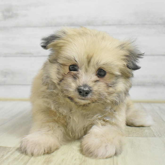 千葉県のポメビション(ポメラニアン×ビションフリーゼ) (犬の家＆猫の里BIGHOPガーデンモール印西店/2025年9月30日生まれ/男の子/オレンジ)の子犬