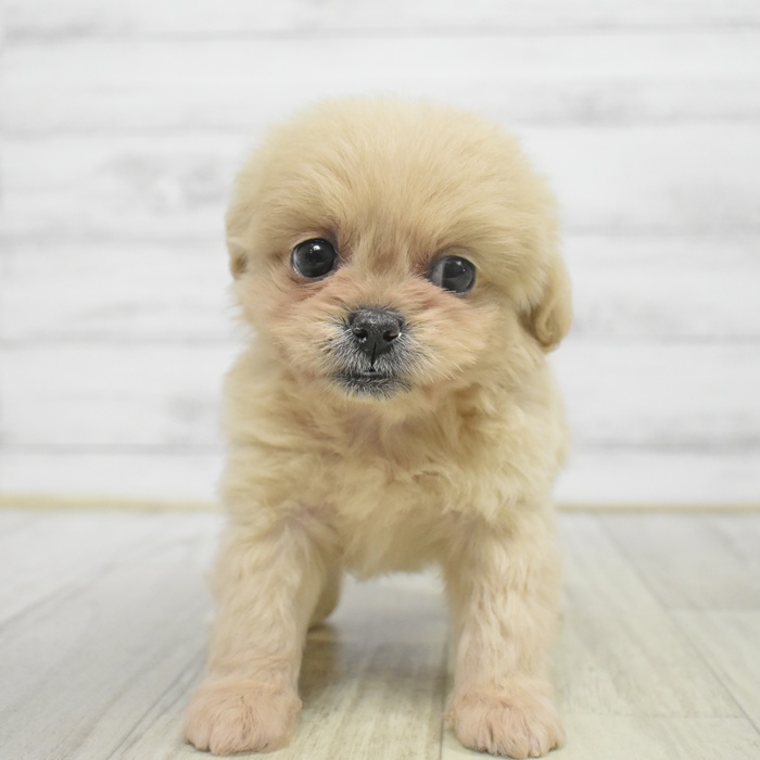 富山県のペキプー(ペキニーズ×プードル) (犬の家＆猫の里アミーゴ高岡蓮花寺店/2025年9月29日生まれ/女の子/クリーム)の子犬