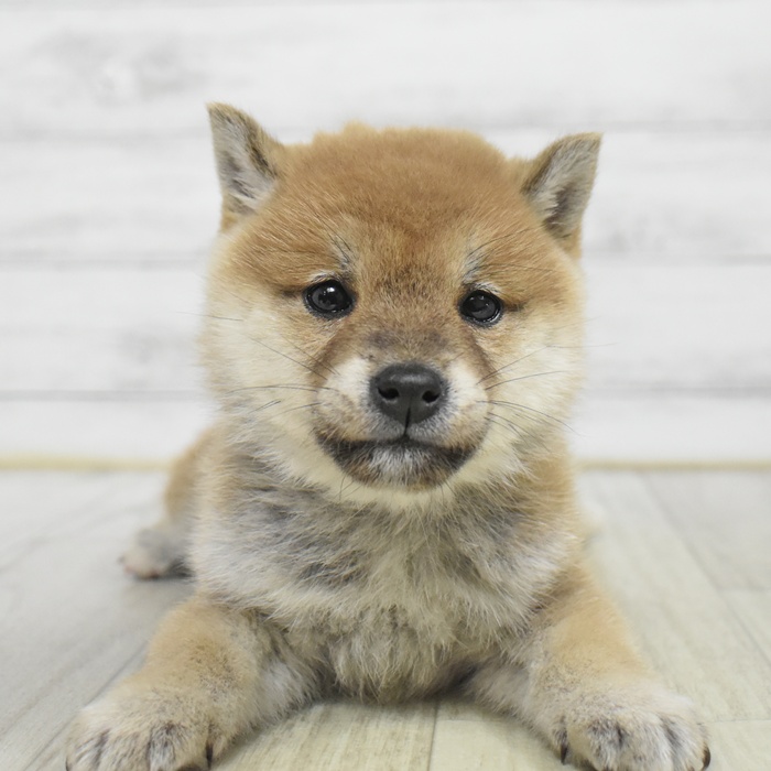 愛知県の豆柴 (犬の家＆猫の里岡崎店/2025年9月28日生まれ/女の子/赤)の子犬