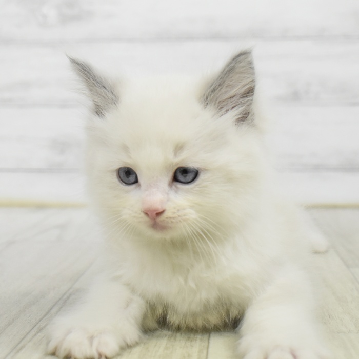 ラグドール男の子の写真