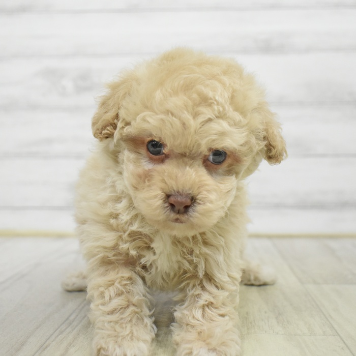 福岡県のビションプー(ビションフリーゼ×プードル) (犬の家＆猫の里トリアス久山店/2025年9月30日生まれ/女の子/クリーム)の子犬の2枚目の画像